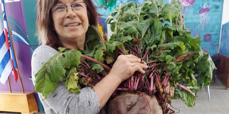 Sin precedentes: estudiantes de UTU de Las Piedras cosecharon una remolacha de 11 kilos
