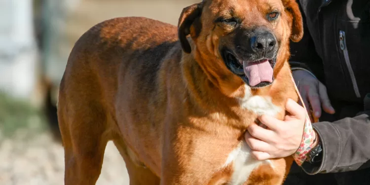 Últimas castraciones de agosto serán en Pan de Azúcar, Maldonado y San Carlos
