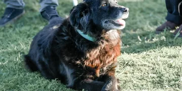 Maldonado, La Capuera y Pueblo Edén contarán con castraciones gratuitas