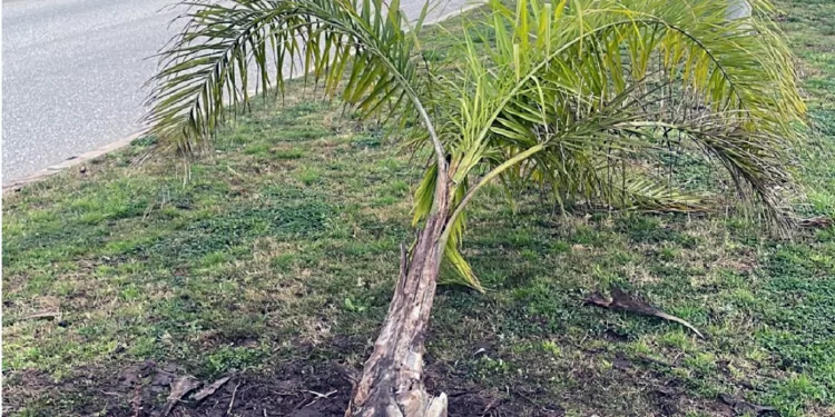 IDM radicó denuncia por robo de palmeras y policía detuvo al responsable