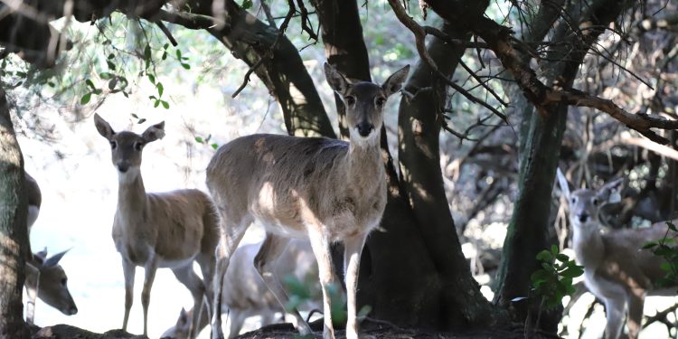 ECFA iniciará un proyecto internacional de reproducción asistida del venado de campo