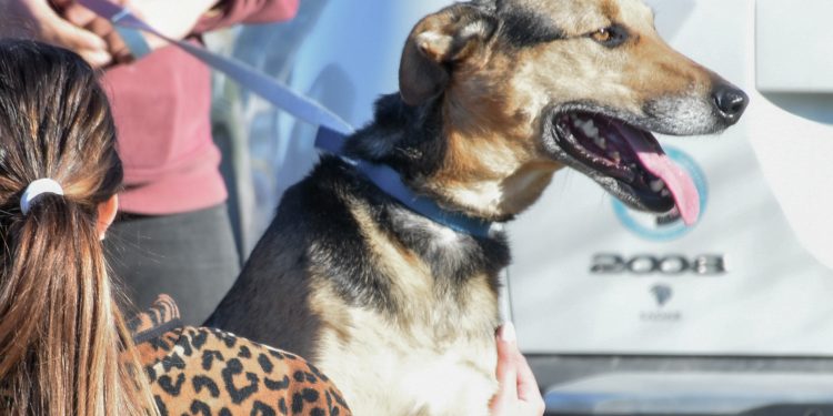 Últimas castraciones gratuitas del mes de setiembre serán en Garzón, Gregorio Aznárez y San Carlos