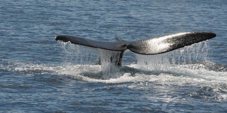 Día Nacional de Protección de la Ballena Franca Austral 2024 contará con diversas actividades