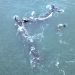 Cierre de la Temporada de Avistamiento de la Ballena Franca Austral en Punta del Este