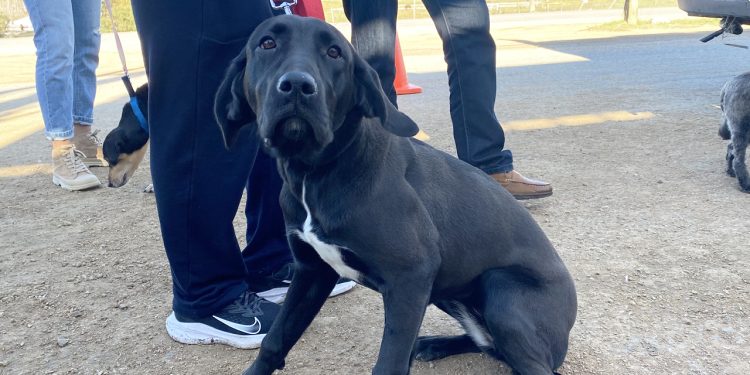 Últimas castraciones gratuitas del mes de octubre serán en Maldonado y San Carlos