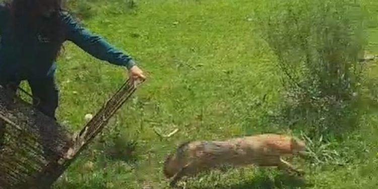 Liberaron un zorro de monte en el marco de acciones de conservación en el Cerro Pan de Azúcar