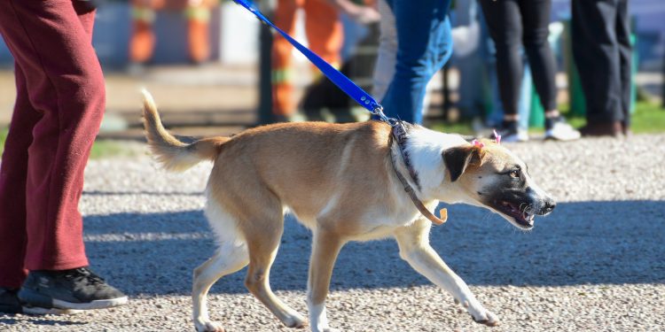 Próximas castraciones serán en Maldonado y San Carlos
