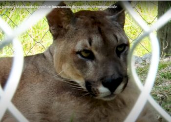 Se escapó uno de los pumas que llegaron a la ECFA; intensa búsqueda del felino