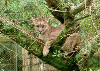 Piriápolis: tras una larga enfermedad, falleció el puma «Rodríguez»; el mas antiguo de la ECFA
