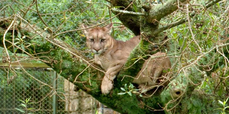 Piriápolis: tras una larga enfermedad, falleció el puma «Rodríguez»; el mas antiguo de la ECFA