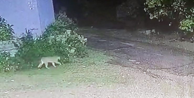 Intendencia informa sobre el operativo en la ECFA al constatarse fuga de uno de los pumas recién llegados