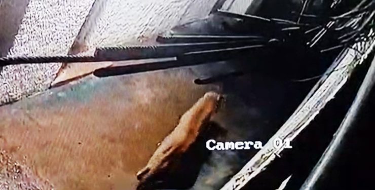 Piriápolis: puma de la ECFA sigue sin aparecer; disponen cámaras térmicas y trampas para la búsqueda nocturna