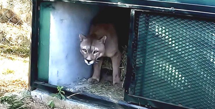 Se escapó uno de los pumas que llegaron a la ECFA; intensa búsqueda del felino