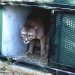 Se escapó uno de los pumas que llegaron a la ECFA; intensa búsqueda del felino