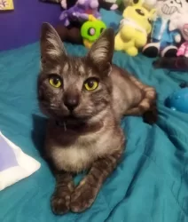 Servicio a la comunidad: Gato extraviado