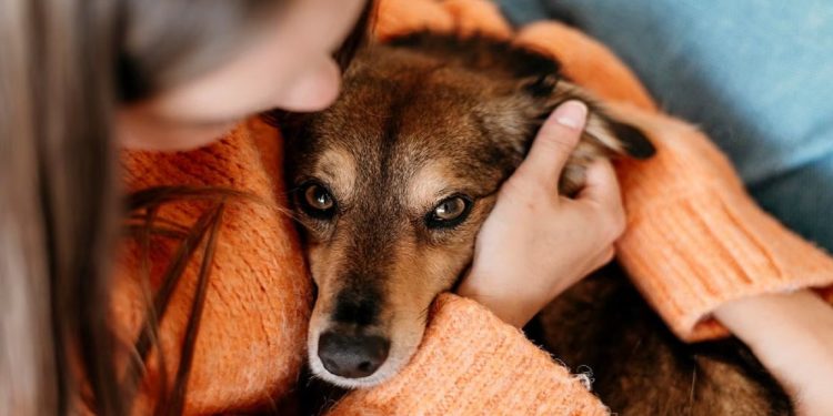 Esta semana se realizarán castraciones en Piriápolis, San Carlos y Maldonado