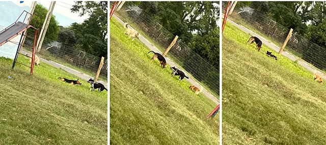 Preocupación en la Escuela 37 de Pueblo Obrero por la presencia de perros sueltos generando riesgos para los niños