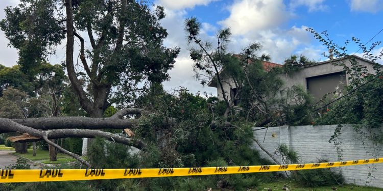 Fuertes vientos provocan caída de árboles y tendido eléctrico en Piriápolis, Pan de Azúcar y otros puntos del departamento