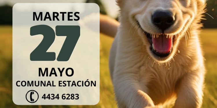 Pan de Azúcar: jornada gratuita de castración canina el martes 27 de mayo