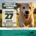 Pan de Azúcar: jornada gratuita de castración canina el martes 27 de mayo