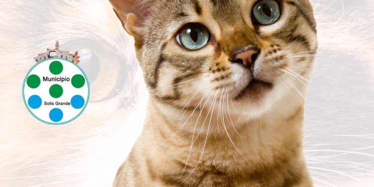 Municipio de Solís Grande ofrece jornada gratuita de castración felina