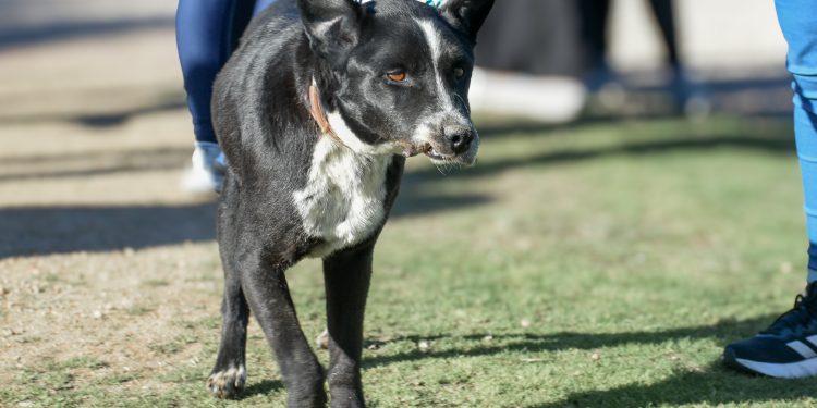 Próximas castraciones gratuitas serán en Estación Las Flores y Comunal Villa Delia