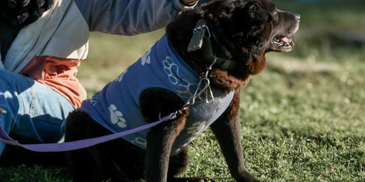 Móvil de castraciones se instalará en Maldonado, La Capuera y Balneario Buenos Aires durante la próxima semana
