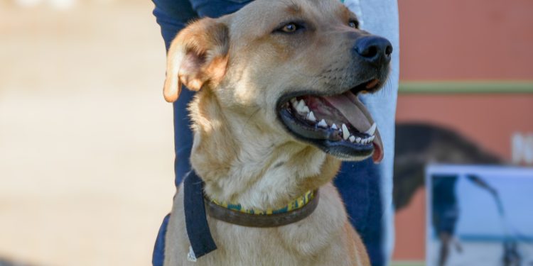 Esta semana habrán castraciones caninas en Maldonado y San Carlos