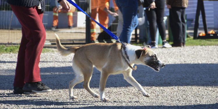 IDM invita a la tercera jornada de adopciones en el Refugio Departamental
