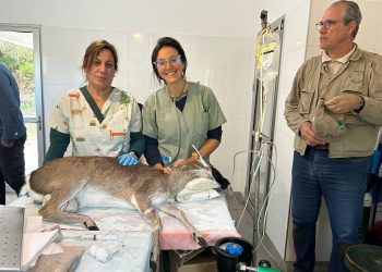 Piriápolis: municipio reconoce proyecto de inseminación asistida del venado de campo