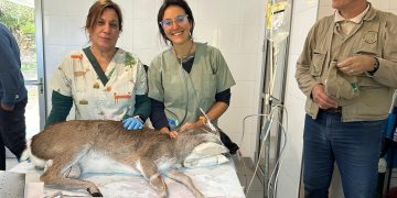 Piriápolis: municipio reconoce proyecto de inseminación asistida del venado de campo