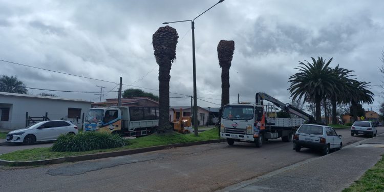 Avanza plan de control y prevención del «picudo rojo»