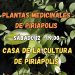 Piriápolis: conferencia para descubrir los secretos de las plantas medicinales locales