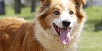 Próximas castraciones serán en Maldonado y San Carlos