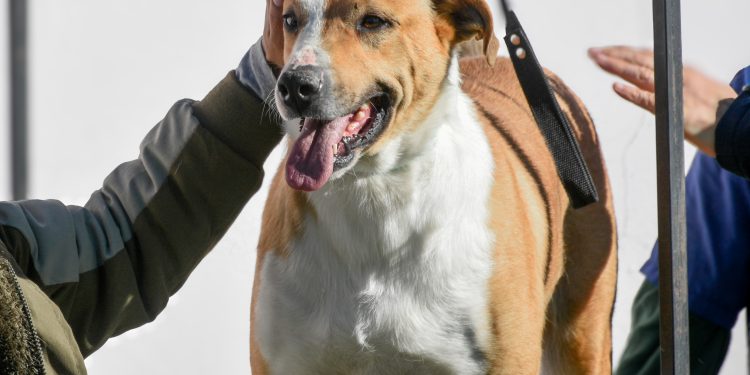 Maldonado, Piriápolis y San Carlos contarán con castraciones gratuitas la próxima semana