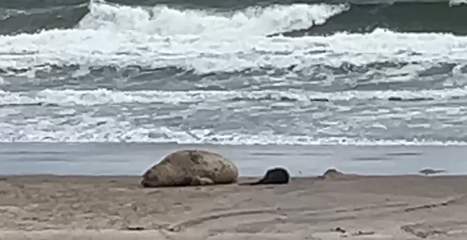 Histórico nacimiento de elefante marino en Piriápolis: el primero registrado en costas uruguayas