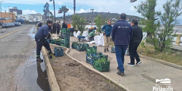 Estudiantes de UTU Arrayanes y CURE Maldonado realizaron plantación de especies nativas en la Rambla de Piriápolis