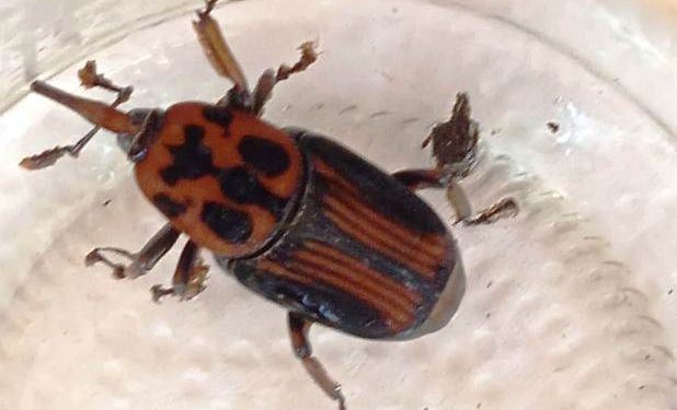 Vecina de Piriápolis encontró un ejemplar de picudo rojo en la vereda de su casa