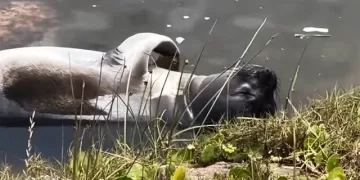 «Francisca en el arroyito» es el título del nuevo poema de Elena Escalada dedicado a la elefanta nacida en Piriápolis