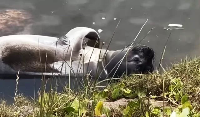 «Francisca en el arroyito» es el título del nuevo poema de Elena Escalada dedicado a la elefanta nacida en Piriápolis