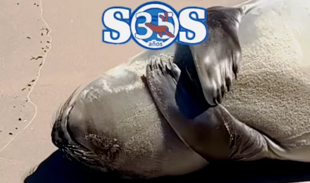 Buenos días Francisca! la elefanta marina cada vez mas cómoda en Piriápolis; mirá el video!