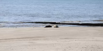 Intendencia impulsa gestión responsable y buenas prácticas ante animales marinos varados