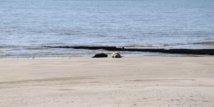 Intendencia impulsa gestión responsable y buenas prácticas ante animales marinos varados