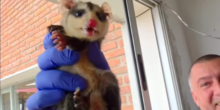 Alternatus Uruguay rescata una comadreja overa en el Liceo de Piriápolis