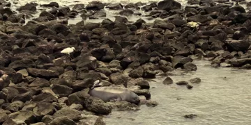 Desde Piriápolis «Telegrama para Alma: domingo de viento y noticias» es el nuevo poema de Elena Escalada para Francisca