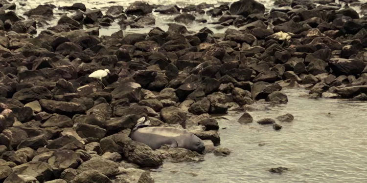 Desde Piriápolis «Telegrama para Alma: domingo de viento y noticias» es el nuevo poema de Elena Escalada para Francisca