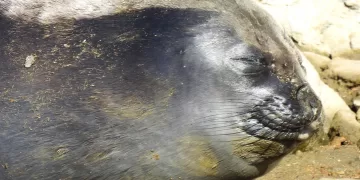 Francisca está en Piriápolis: fue fotografiada esta tarde por Walter Pedroso