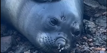 Francisca volvió! La elefanta marina parece no querer desprenderse de Piriápolis… llegó para quedarse