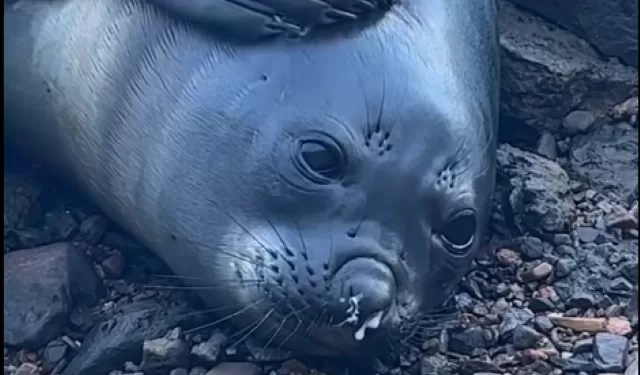 Francisca volvió! La elefanta marina parece no querer desprenderse de Piriápolis… llegó para quedarse