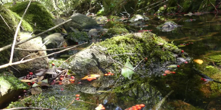 Nuevo estudio revela presencia y diversidad genética de E. coli productora de toxina Shiga (STEC) en el ambiente